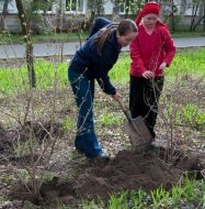 Tree planting