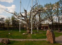 700-летний запорожский дуб