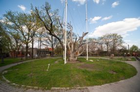 700-летний запорожский дуб