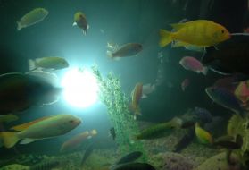 Fishes in aquarium