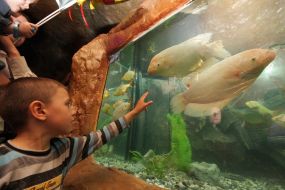 A boy looks at fishes