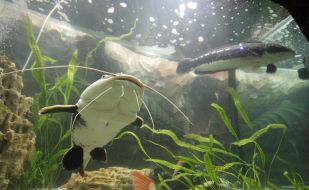 Sheatfish in aquarium