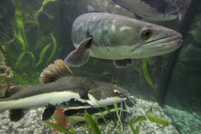 Sheatfish in aquarium