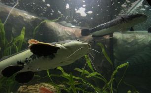 Sheatfish in aquarium