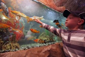 A boy looks at fishes