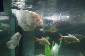 Fishes in aquarium