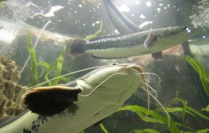 Sheatfish in aquarium