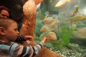 A boy looks at fishes
