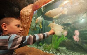 A boy looks at fishes