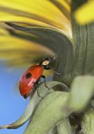 Ladybird