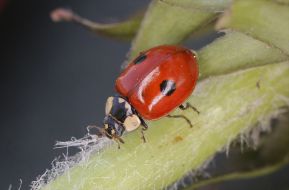 Ladybird