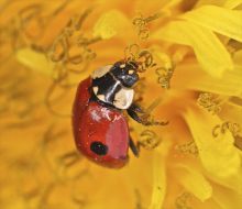 Ladybird
