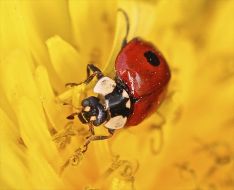 Ladybird