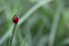 Ladybird