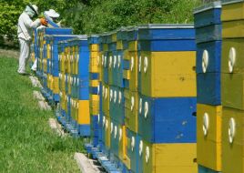 An apiary
