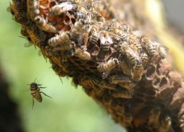 Beehive with bees