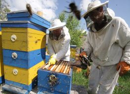 Bee-keepers