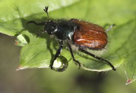 Melolontha