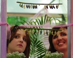 Cocoons of butterfly