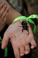 Common stag beetle