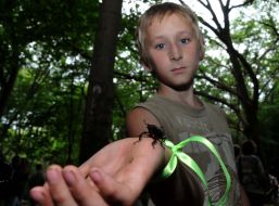 Common stag beetle