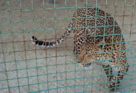 Amur leopard