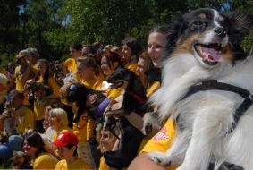 Participants of exhibition of not thoroughbred dogs
