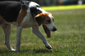 Hunting dog Hamilton Hound