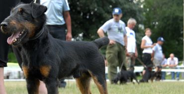 Hunting dog Yagdterer