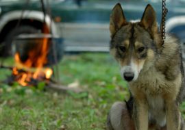 Hunting dog Laika