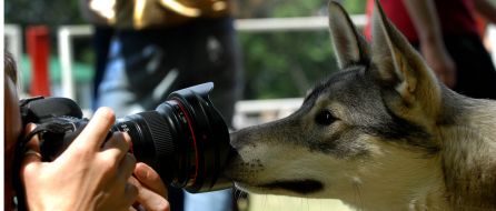 Hunting dog Laika