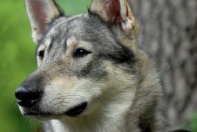 Hunting dog Laika
