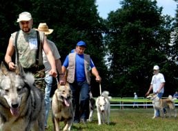 Hunting dog Laika
