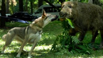 Hunting dog Laika