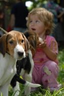 Russian Hunting dog eared hound