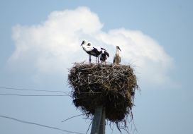Storks