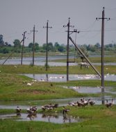 Geese, duck and horse