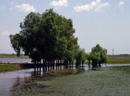 Flooded field