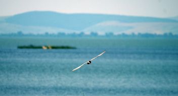 A bird flies above the river