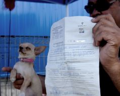 Ветеринарное свидетельство