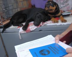 Ветеринарный паспорт