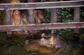 Hippopotamuses Lyusya and Senya