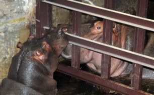 Hippopotamuses Lyusya and Senya