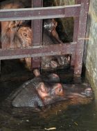 Hippopotamuses Lyusya and Senya