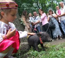 Girl pets a piglet