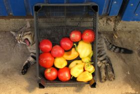 Сat was hidden under a box with vegetables