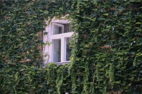 The wall of house twined by ivy