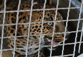 Leopard in a cage