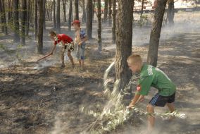 Consequences of fire in a woodland
