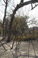 Consequences of fire in a woodland